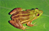 Mangaluru: New species of frog and it’s habitat  threatened